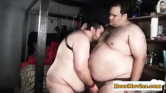 Obese bear cocksucking chubby dick